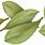 Bay Leaf Clip Art