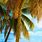 Beach Palm Tree Pic