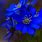 Beautiful Blue Flower Photography