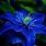 Beautiful Blue Flowers Desktop