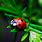 Beautiful Ladybug