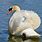 Beautiful Mute Swan