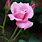 Beautiful Pink Rose Bud