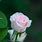 Beautiful Single Pink Roses Flowers