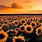 Beautiful Sunset with Sunflowers