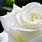 Beautiful White Rose Wallpaper