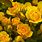 Beautiful Yellow Roses Flowers