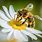 Bee Nectar Flowers