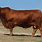 Beef Cattle Animal