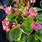 Begonia Richmondensis Pink