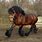 Belgian Heavy Draft Horse