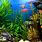 Best Aquarium Background