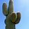 Big Cactus Arizona