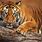 Big Tiger Picture