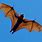 Biggest Bat Alive