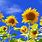 Bing Sunflower Wallpaper