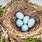 Bird Nest Photo