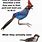 Bird Watcher Meme