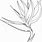 Bird of Paradise Flower Coloring Pages