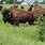 Bison Farming