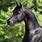 Black Arabian Foal