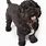 Black Bichon Frise Dog