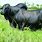 Black Brahman Bull