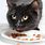 Black Cat Eating Food