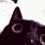 Black Cat Meme GIF