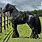 Black Clydesdale Stallion