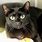 Black Domestic Shorthair Cat
