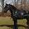 Black Horse Medieval