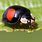 Black Ladybug