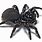 Black Mouse Spider
