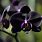 Black Orchid Plant