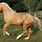 Black Palomino Horse