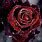 Black Red Rose Wallpaper HD