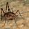 Black Spider Cricket