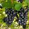 Black Table Grapes