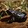 Black Toad Frog