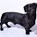 Black Weiner Dog