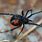 Black Widow Spider Photography