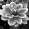 Black and White Pictures of Flowers to Print