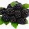 Blackberries Images