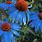 Blue Coneflower Plant