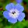 Blue Geranium Flower