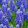 Blue Hyacinth Flower