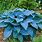 Blue Leaf Hosta