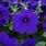 Blue Petunia Flower