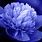 Blue Tree Peony